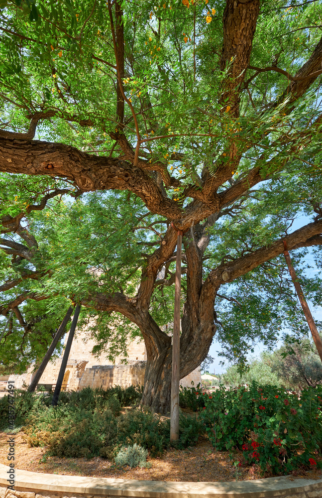 The rosewood Tipuana tipu tree growing by the Kolossi castle.  Kolossi. Limassol District. Cyprus