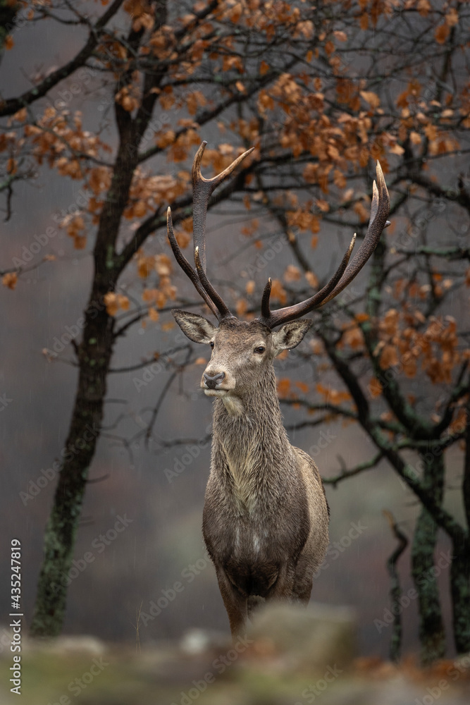 Red deer in Rhodope Mountains. Deer hiding in the forest during rain. Bulgaria wildlife during winter season. Red deer in Rhodope Mountains. Deer hiding in the forest during rain. Bulgaria wildlife during winter season.