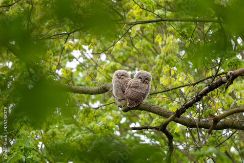 Photos Tawny owls hiding in the crown tree