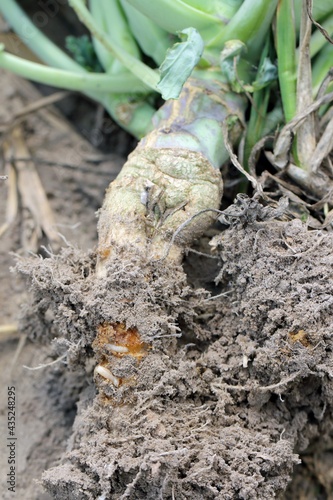 Larva of cabbage fly (also cabbage root fly, root fly or turnip fly) - Delia radicum on damaged root of oilseed rape (canola). It is an important pest of brassica plants such as broccoli, cauliflower  photo