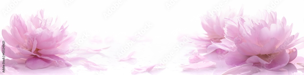 Blossoming delicate peony,pastel and soft background Blossoming delicate peony,pastel and soft background