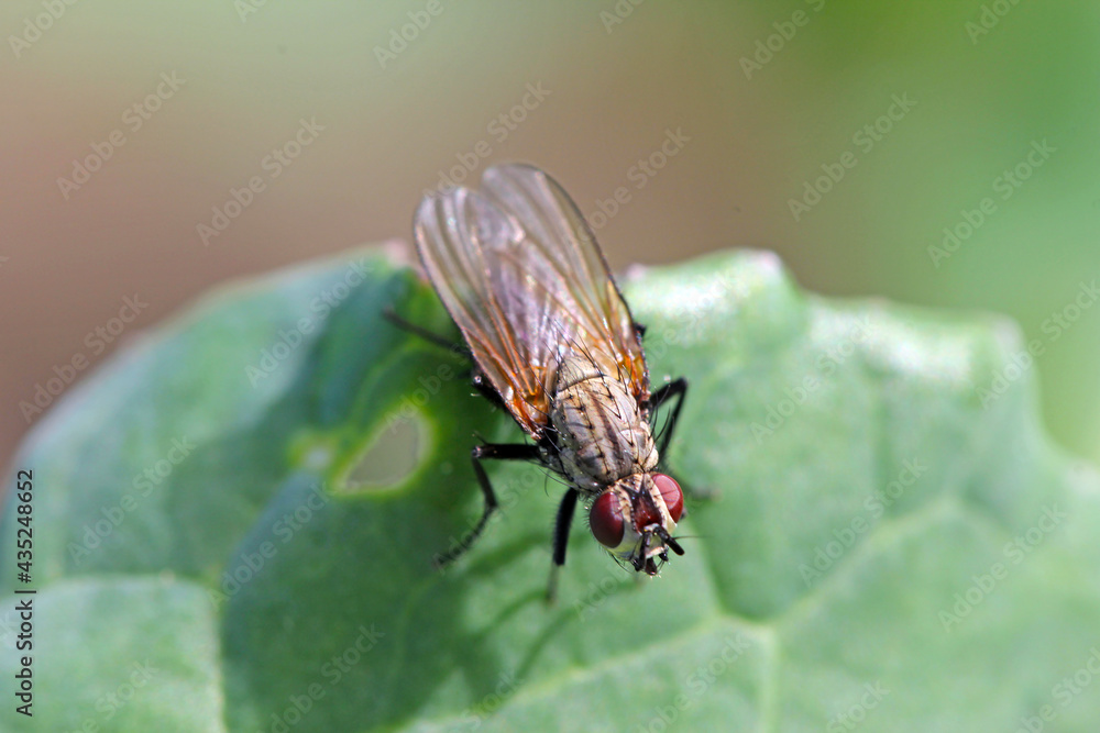 Delia radicum, known variously as the cabbage fly, cabbage root fly, root fly or turnip fly, is a important pest of oilseed rape (canola) plants and others. Delia radicum, known variously as the cabbage fly, cabbage root fly, root fly or turnip fly, is a important pest of oilseed rape (canola) plants and others.