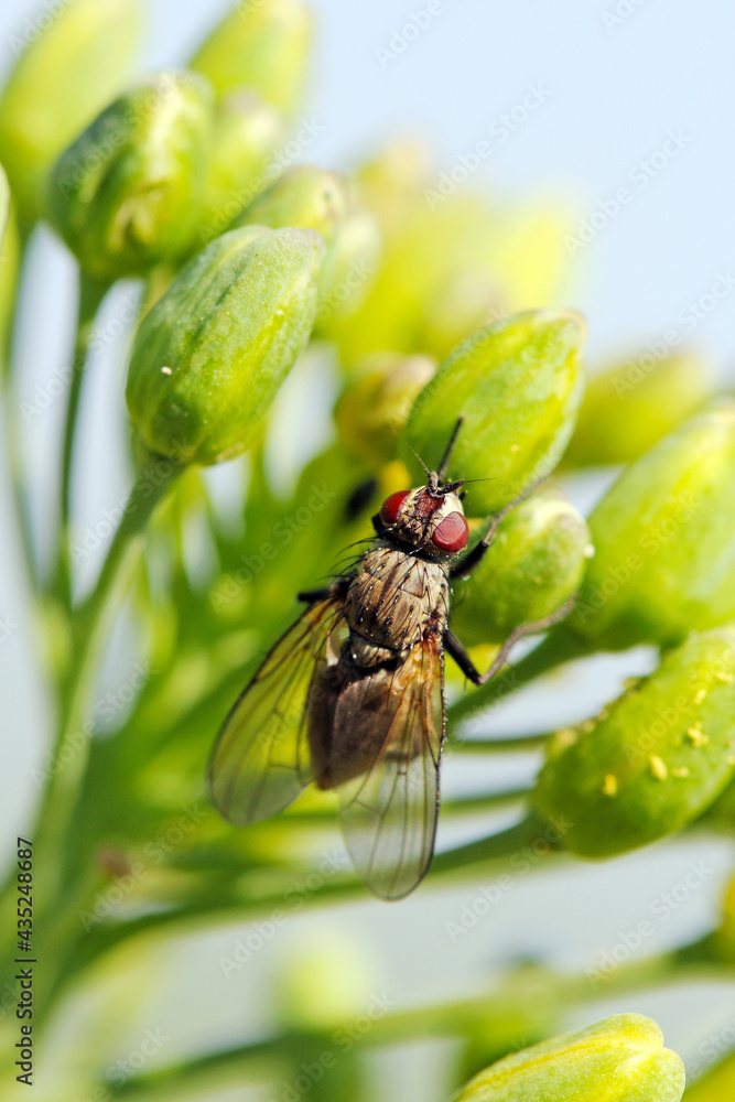 Delia radicum, known variously as the cabbage fly, cabbage root fly, root fly or turnip fly, is a important pest of oilseed rape (canola) plants and others. Delia radicum, known variously as the cabbage fly, cabbage root fly, root fly or turnip fly, is a important pest of oilseed rape (canola) plants and others.