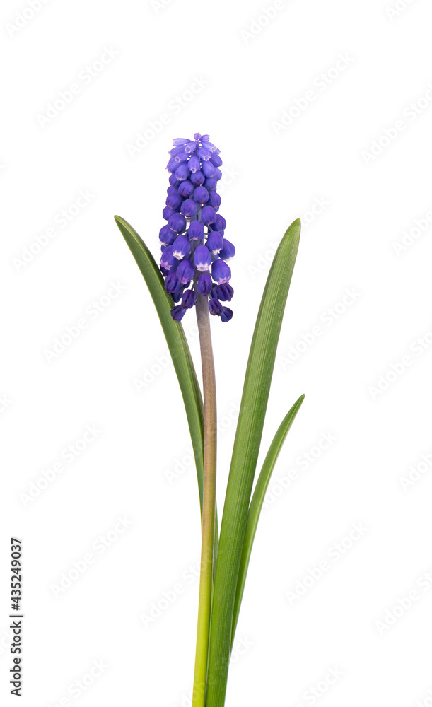 Fototapeta premium Muscari flower isolated on white background. Grape Hyacinth. Beautiful spring flowers.