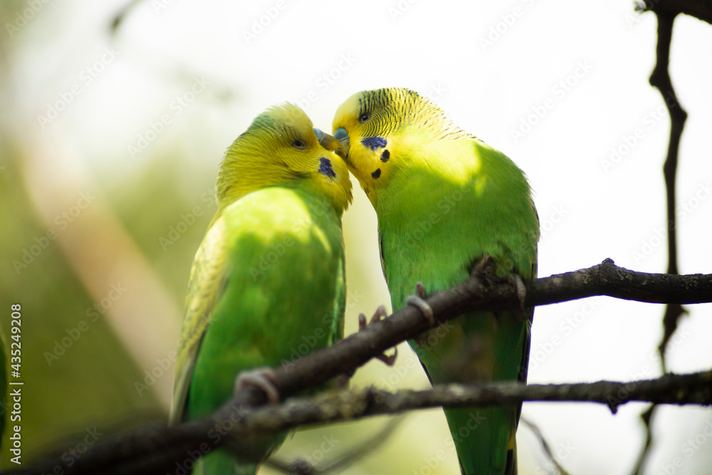 green budgerigar couple kissing and flirting on a branch green budgerigar couple kissing and flirting on a branch