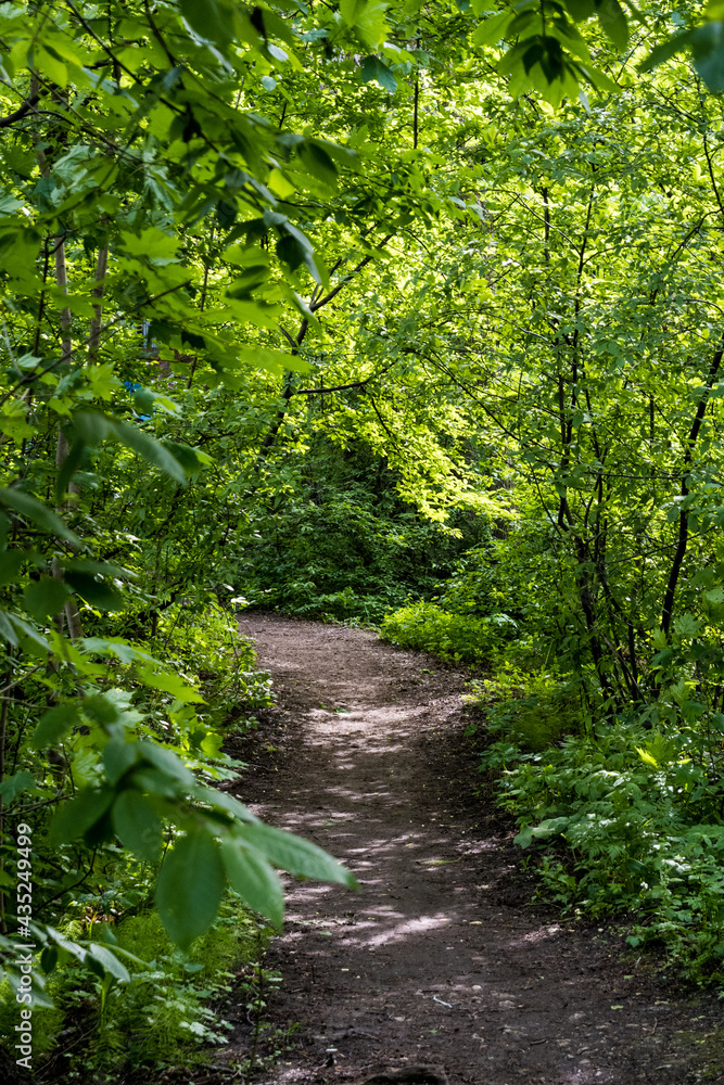 path in the green forest