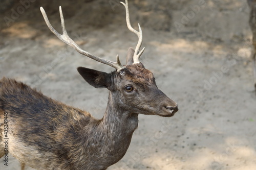 deer in the forest