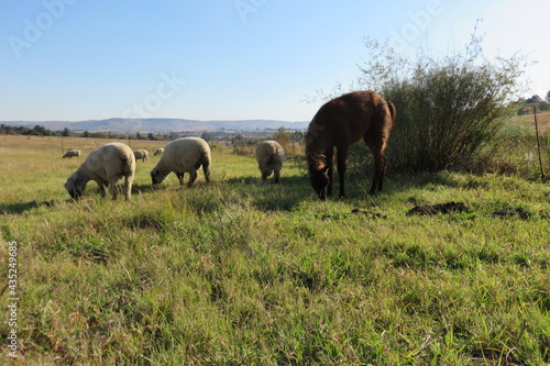 A front portrait view of a large wild brown Llama standing behind a herd of sheep on a lush green grass field under a blue sky , in South Africa during autumn