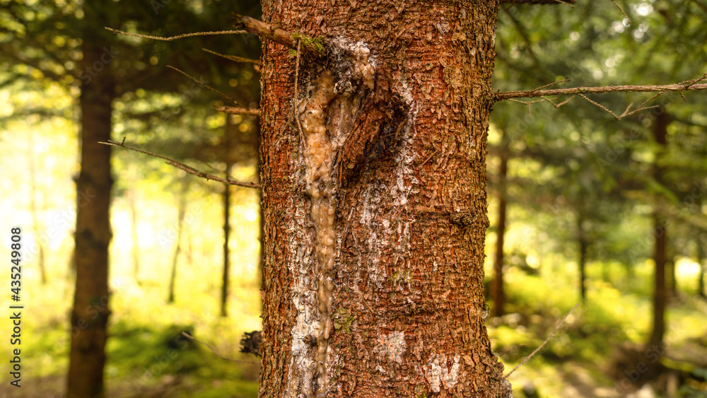 Fototapeta premium Baumstamm im Wald 