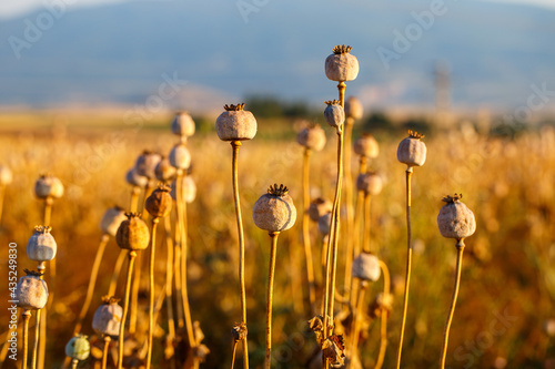 Opium poppy, dry poppy plant at harvest time photo