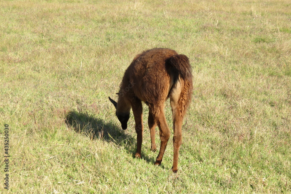 A rear closeup view of a brown Llama and sheep grazing on a dull green grassland in South Africa in the winter A rear closeup view of a brown Llama and sheep grazing on a dull green grassland in South Africa in the winter