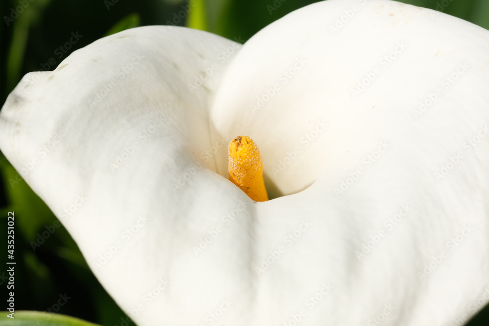 Il fiore di una calla in una giornata di primavera. Il fiore di una calla in una giornata di primavera.