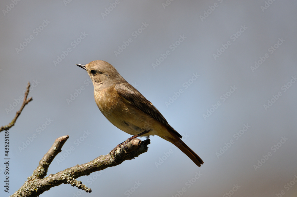 neugieriger Hausrotschwanz - curious black redstart neugieriger Hausrotschwanz - curious black redstart