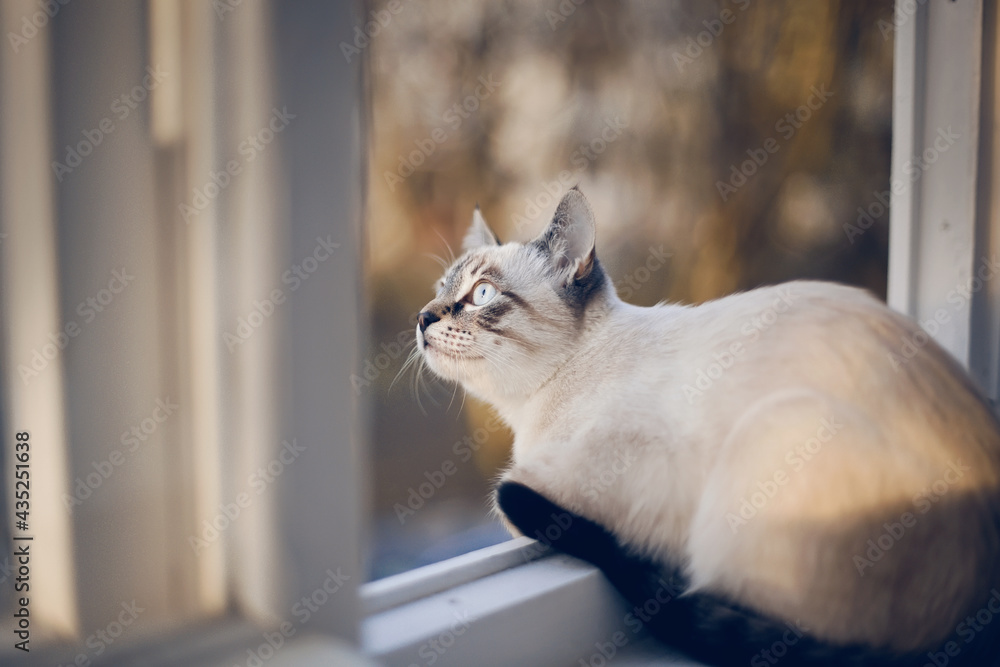 Portrait of a Thai cat on the windowsill.
