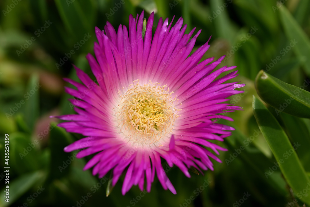 fleur de griffe de sorcière fleur de griffe de sorcière