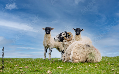 Lambing time in the Yorkshire Dales.  A Swaledale ewe sheep in Springtime with her two young twin lambs standing beside her. North Yorkshire, UK.  Clean background.  Space for copy.  Horizontal.