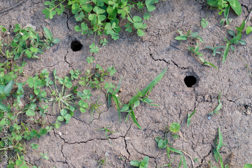 Small round holes in the ground are the exit to vertical burrows left by emerging nymph cicadas which are molting to gain wings and mate before laying eggs and expiring in their short time above groun