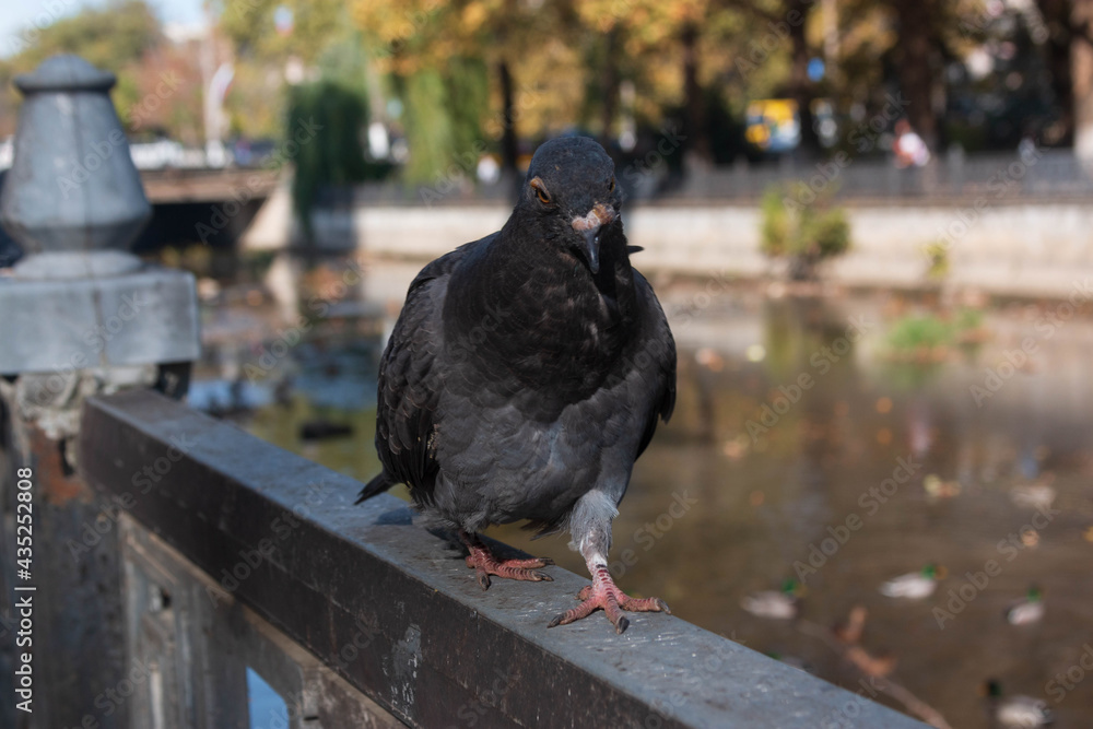 Obraz premium pigeon sitting on the fence