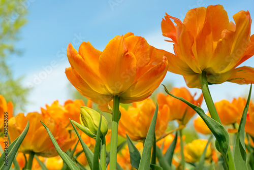 Orange flowers tulips on sky background natural floral background close shot