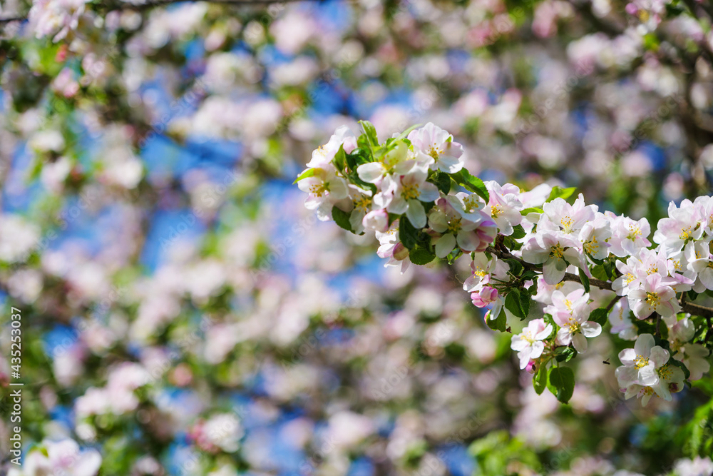 beautiful petals of a blooming apple tree on the background of spring nature beautiful petals of a blooming apple tree on the background of spring nature