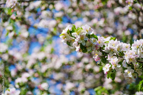 beautiful petals of a blooming apple tree on the background of spring nature © Sergey