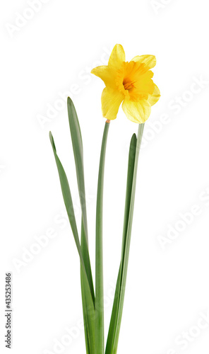 Blooming yellow daffodil isolated on white background. Macro Narcissus. Beautiful spring flowers.