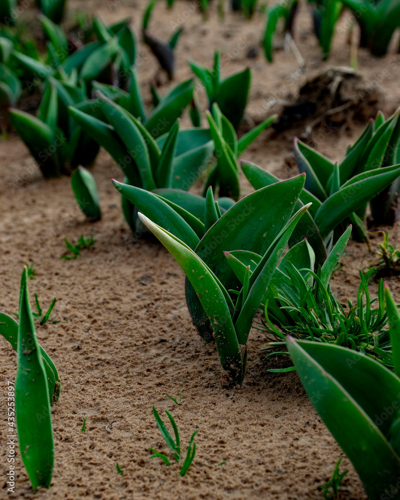 Fototapeta premium Tulip leaves in sandy ground