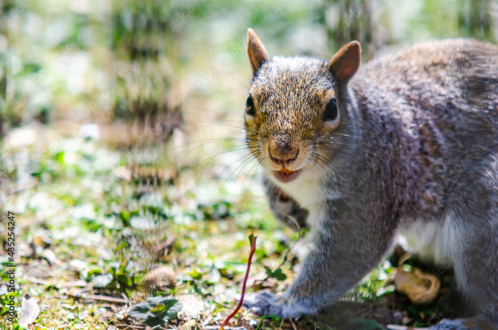 Cute grey and white squirrel waiting to be feed in Stockwood Park, England. Cute grey and white squirrel waiting to be feed in Stockwood Park, England.