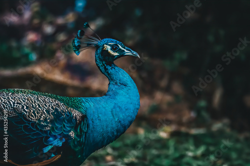 The shiny Indian peafowl, Blue peafowl (Pavo cristatus), elegant and beautiful.