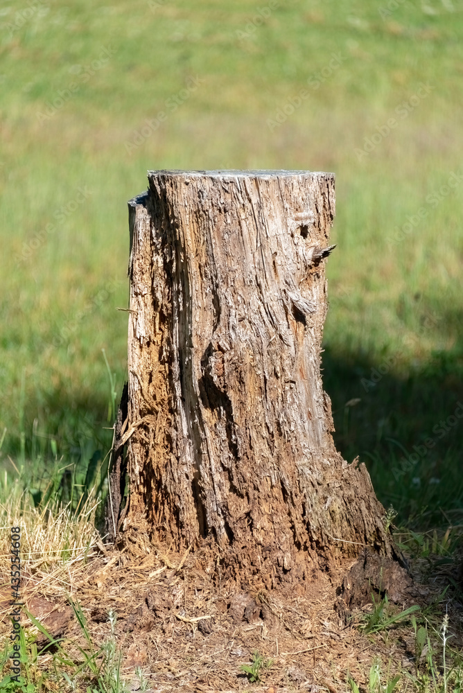 Obraz premium Closeup of a trunk of a tree on green background.
