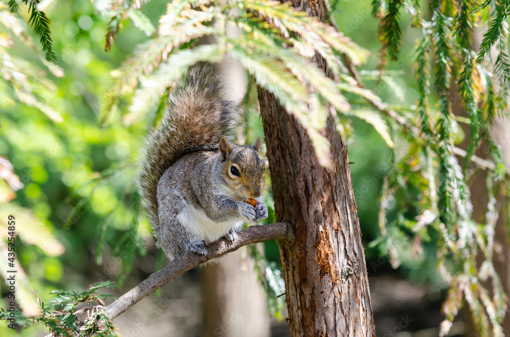 Grey and white furry squirrel little friend munching on an almond and other nuts in Stockwood Park, England, UK. Grey and white furry squirrel little friend munching on an almond and other nuts in Stockwood Park, England, UK.