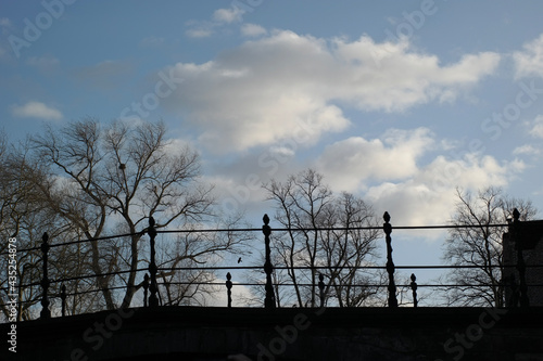 tree and sky