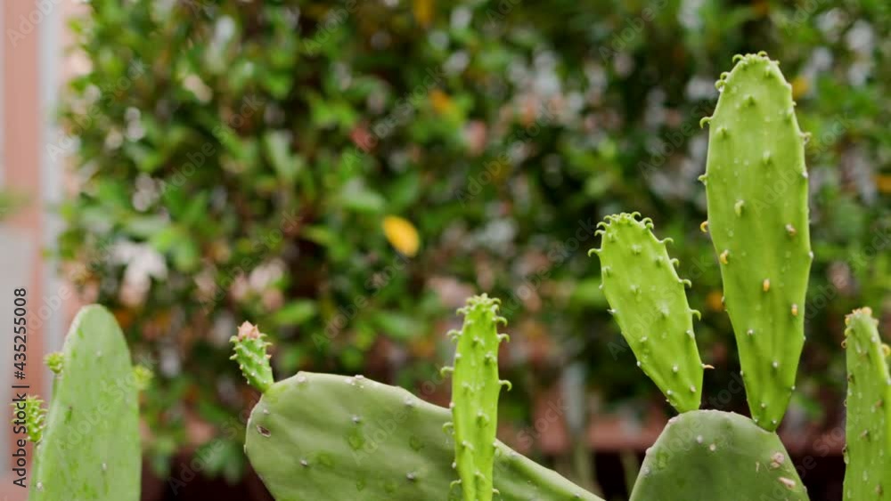 Beautiful cactus plant on soil in home garden. Business for sale of cactus. Beautiful cactus plant on soil in home garden. Business for sale of cactus.