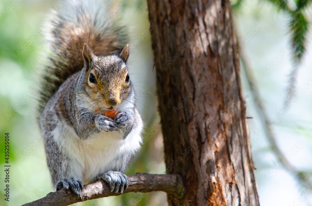 Grey and white furry squirrel little friend munching on an almond and other nuts in Stockwood Park, England, UK. Grey and white furry squirrel little friend munching on an almond and other nuts in Stockwood Park, England, UK.