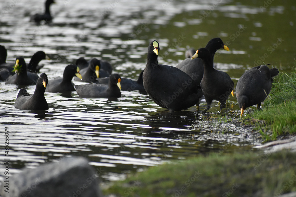 Fototapeta premium group of different kinds of coot at a lake