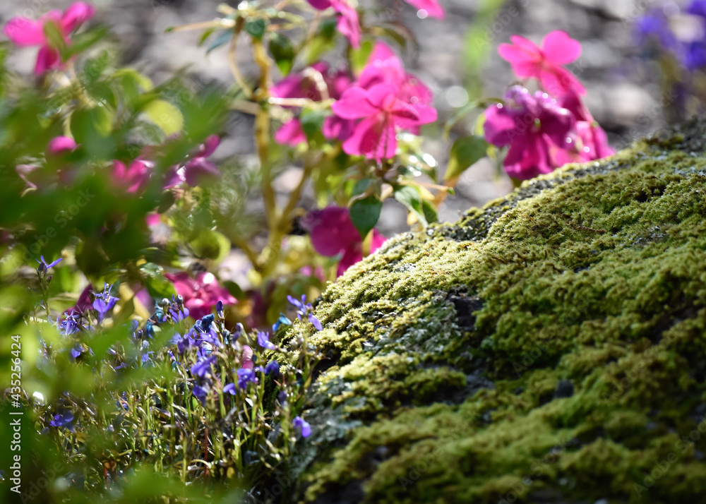 Obraz premium flowers in the forest