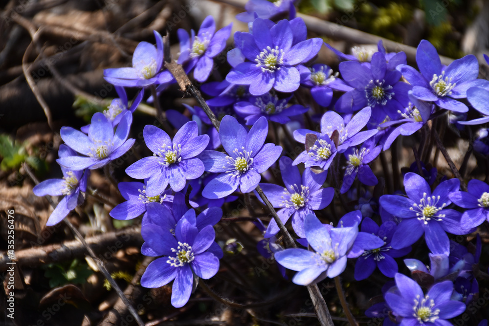 Sunlit Blue Anemone close up