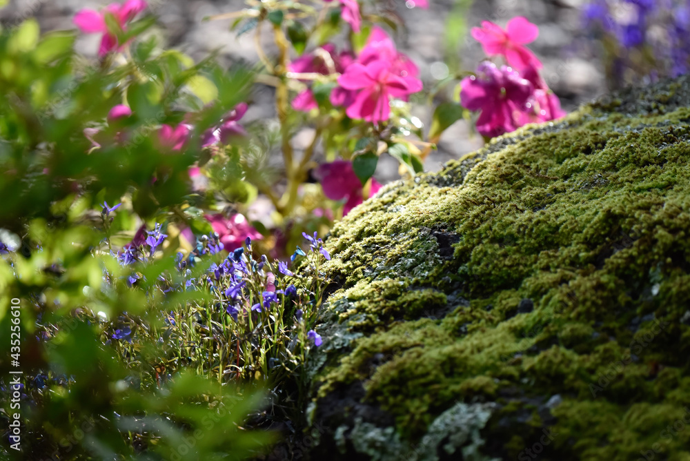 Obraz premium flowers on the ground