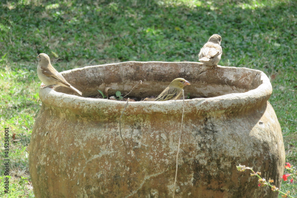A closeup photograph of a variety of small green, yellow, brown, black and grey birds sitting in and on the edge of a large cement pot in the garden on a sunny day in South Africa A closeup photograph of a variety of small green, yellow, brown, black and grey birds sitting in and on the edge of a large cement pot in the garden on a sunny day in South Africa