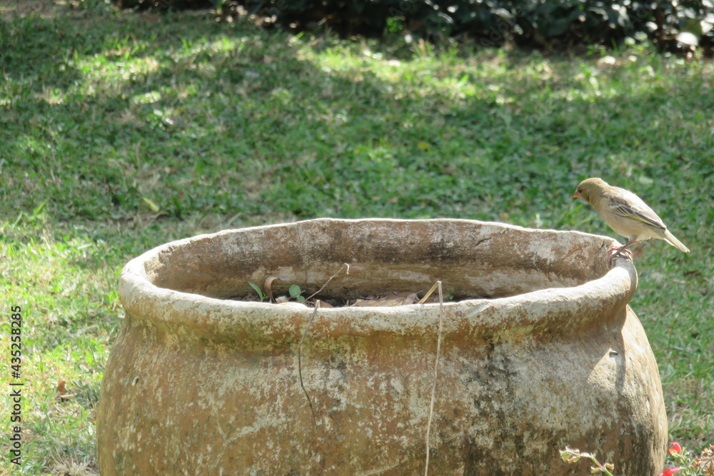 A closeup photograph of a variety of small green, yellow, brown, black and grey birds sitting in and on the edge of a large cement pot in the garden on a sunny day in South Africa A closeup photograph of a variety of small green, yellow, brown, black and grey birds sitting in and on the edge of a large cement pot in the garden on a sunny day in South Africa