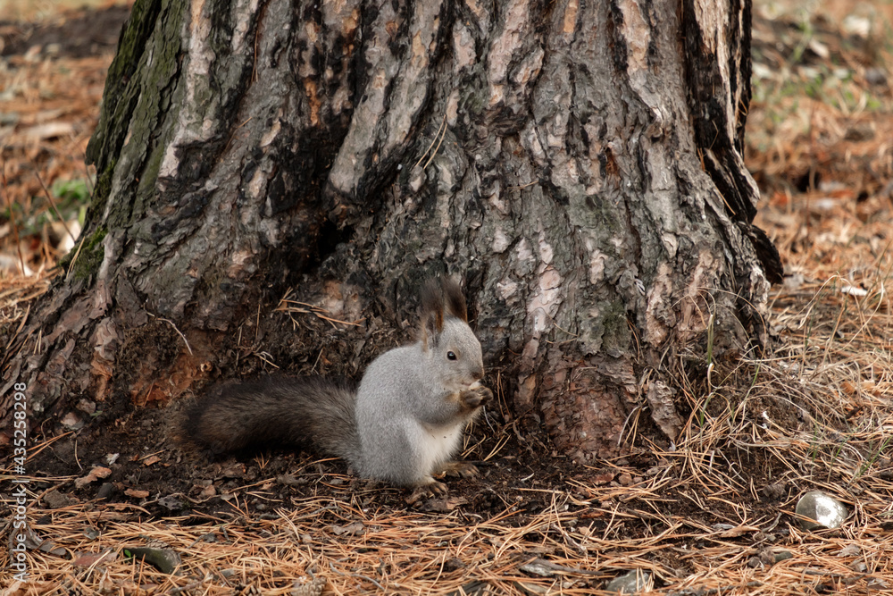 a small animal squirrel near a pine tree is eating food a small animal squirrel near a pine tree is eating food