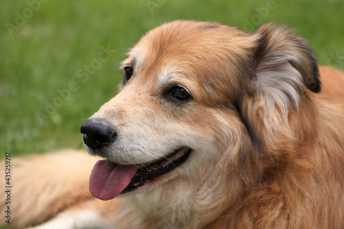 Portraitaufnahme von einem Mischlingshund aus Rum  nien im Garten zur Fr  hlingszeit