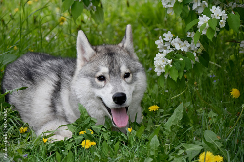 gray top hid in the grass in the spring flowering forest 
