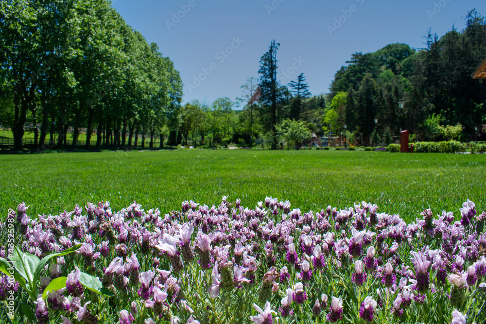 Colorful flowers in a lush large park. A city park with grown trees. Selective focus.