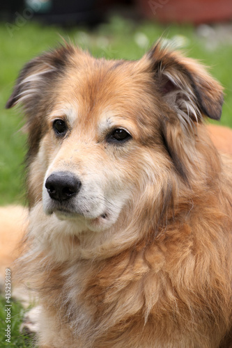 Portraitaufnahme von einem Mischlingshund aus Rumänien im Garten zur Frühlingszeit © ThorstenGriebel