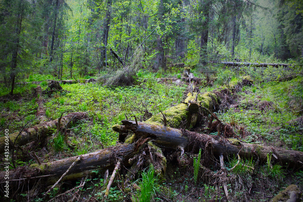 Beautiful old forest. Background. Scenery. Beautiful old forest. Background. Scenery.