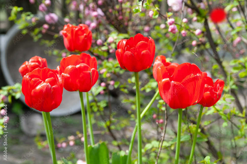 Fototapeta premium Red tulips. Red ripe tulips against a background of garden plants, selective soft focus with bokeh elements.