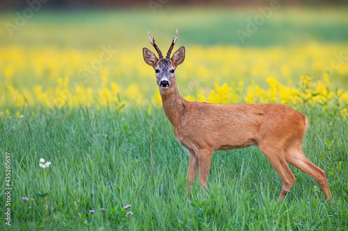 Curious roe deer, capreolus capreolus, with antlers standing among wildflowers on farmland in summer. Adult buck listening on colourful meadow with copy space. Attentive animal on morning pasture.