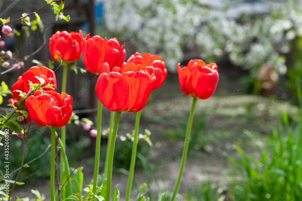 Red tulips. Red tulips on a background of green plants, selective soft focus with bokeh elements. Copy space. Red tulips. Red tulips on a background of green plants, selective soft focus with bokeh elements. Copy space.