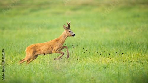 Roe deer, capreolus capreolus, disturbed on the vibrant green meadow in summer. Cute buck jumping on the sunny field with space for text. Animal wildlife jumping in the grass in the summertime.